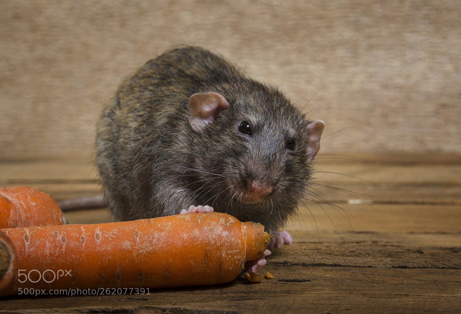 Nikon D5100 sample photo. Rat eats a carrot. photography