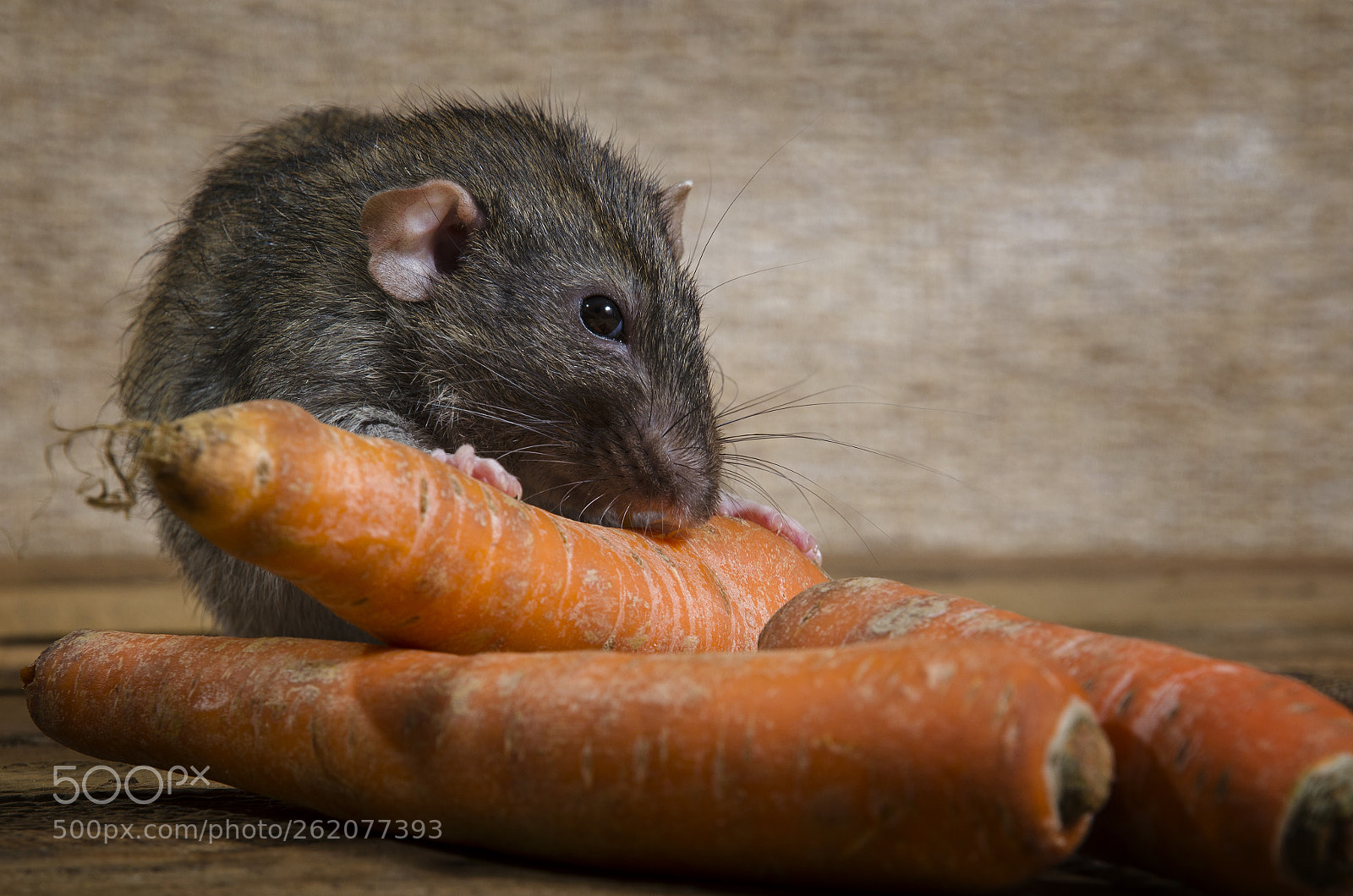 Nikon D5100 sample photo. Rat eats a carrot. photography