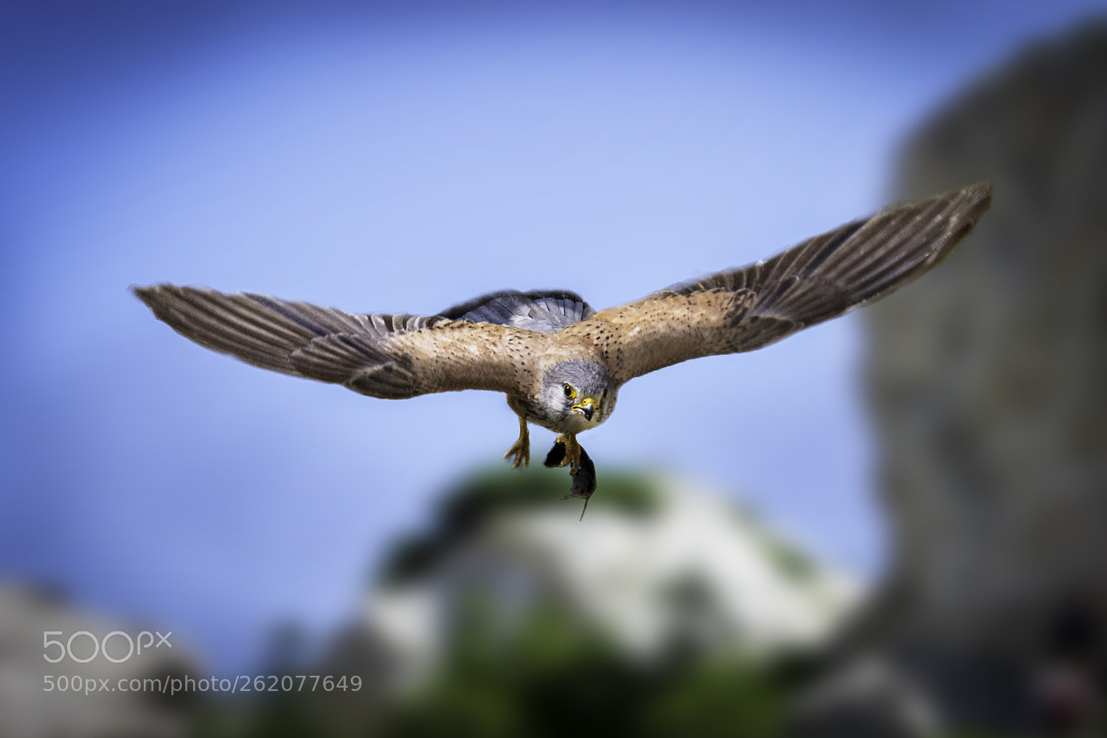 Nikon D500 sample photo. Hawk photography