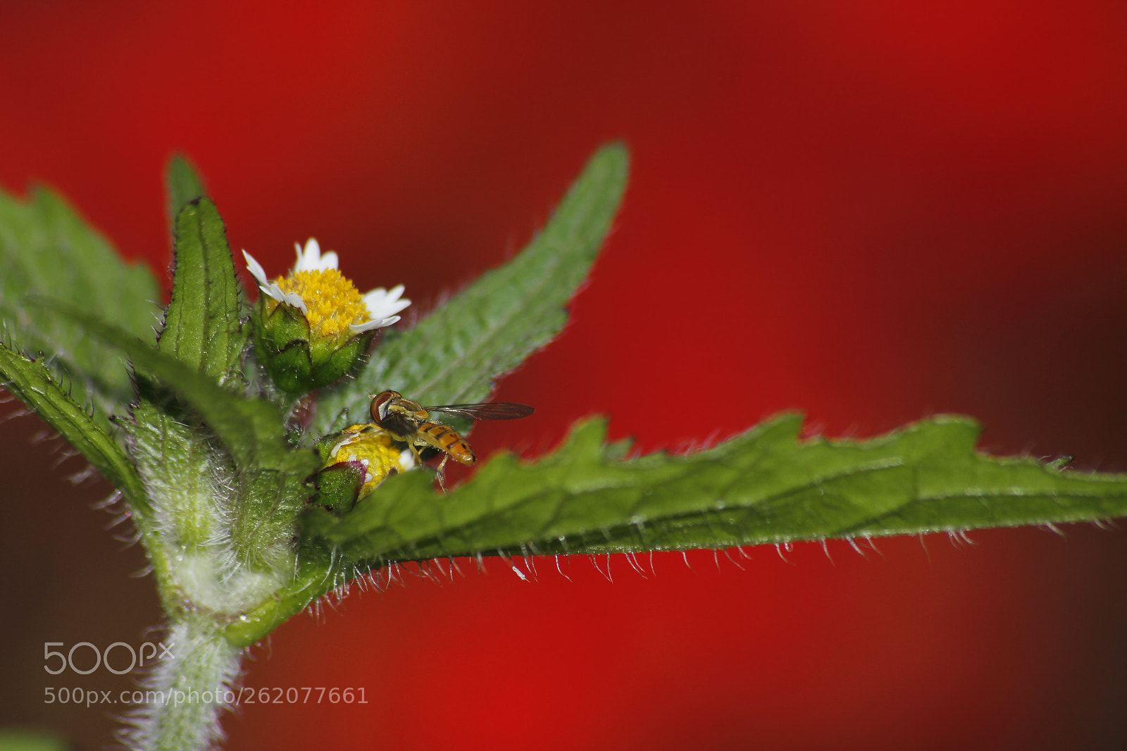 Sigma 70-300mm F4-5.6 APO DG Macro sample photo. Bee photography