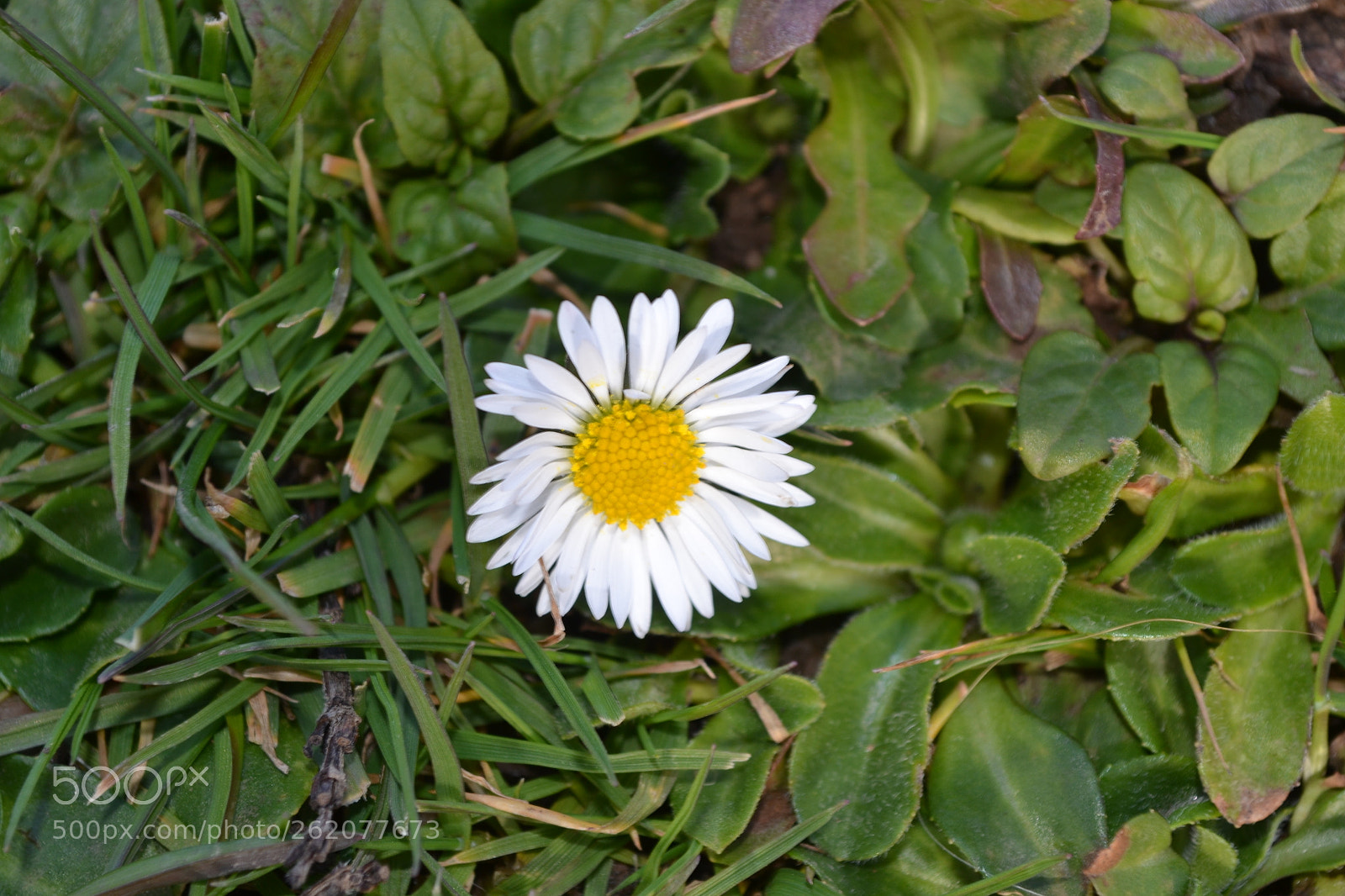 Nikon D3100 sample photo. Flower photography