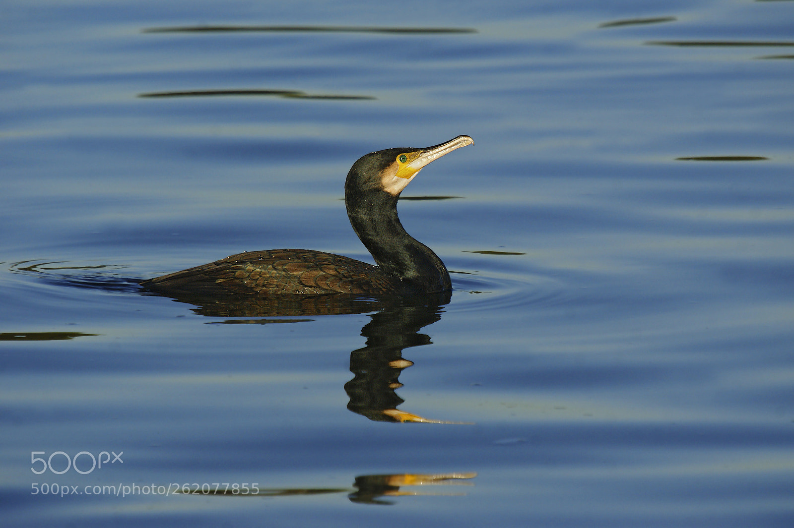 Sony Alpha DSLR-A350 sample photo. Great cormorant phalacrocorax carbo). photography