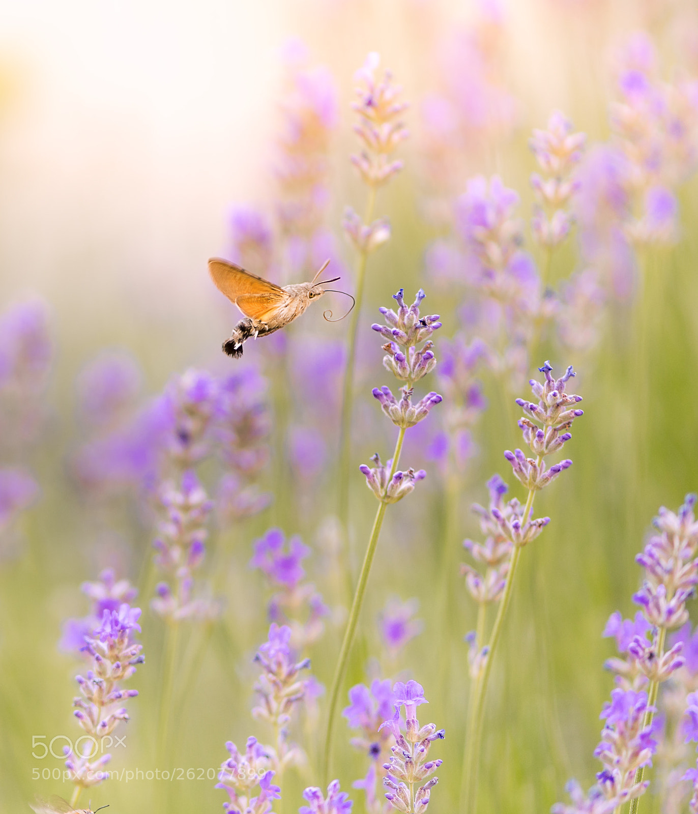 Sony a7 II sample photo. Gatherer photography