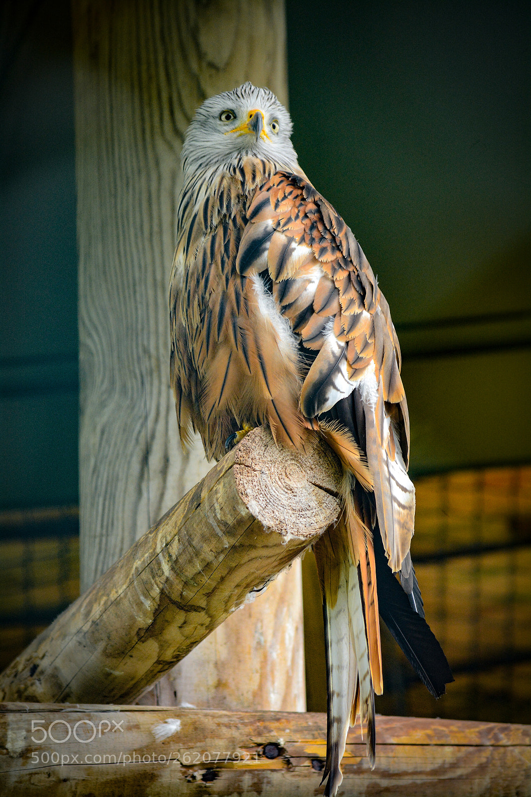 Nikon D7100 sample photo. Wache photography