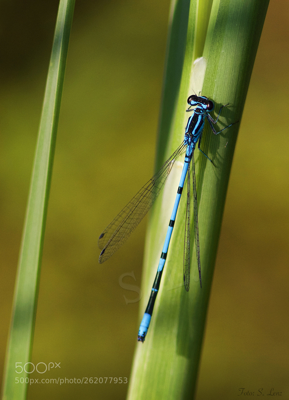 Canon EOS 650D (EOS Rebel T4i / EOS Kiss X6i) sample photo. Relaxing photography