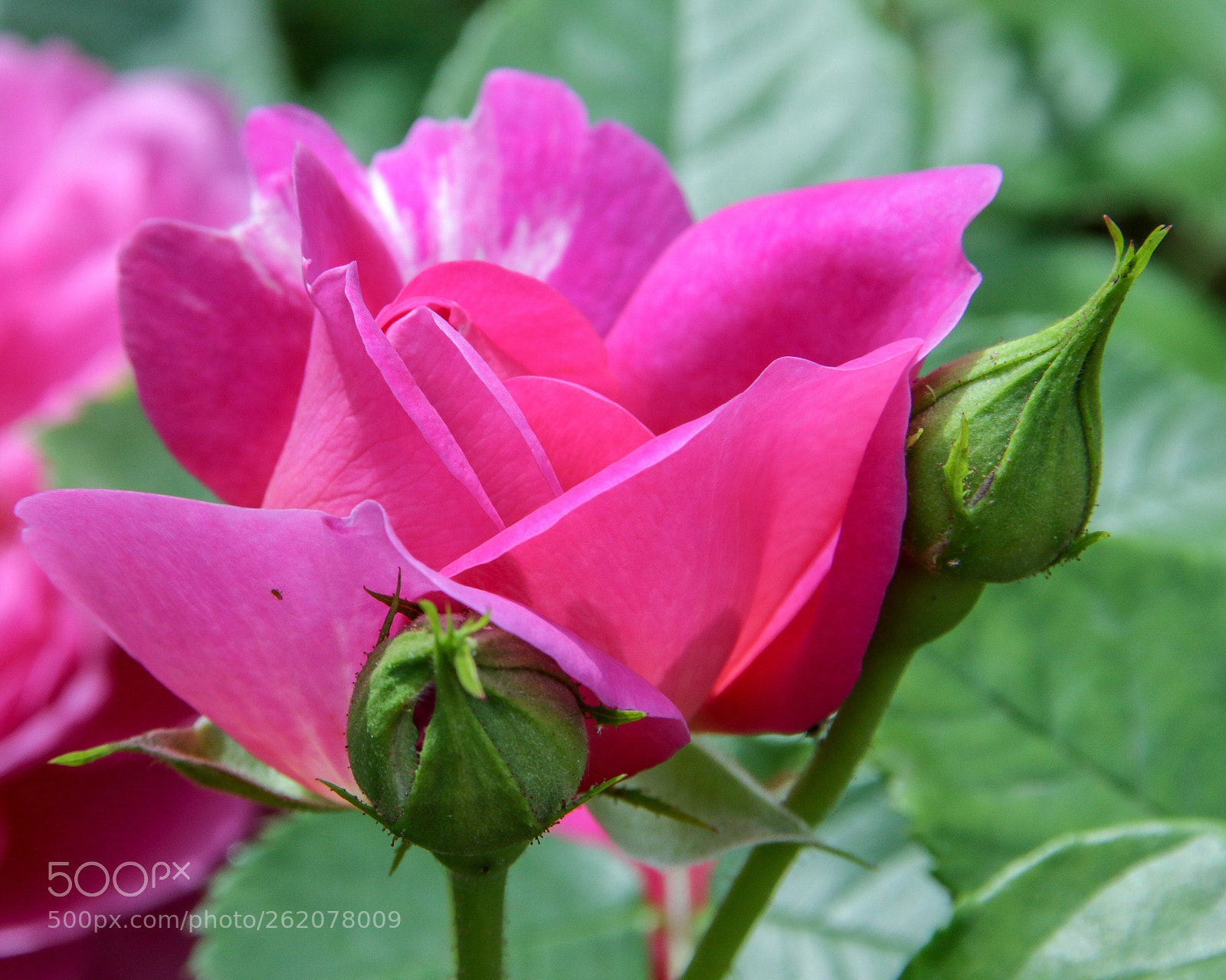 Canon EOS 7D Mark II sample photo. Pink rose photography