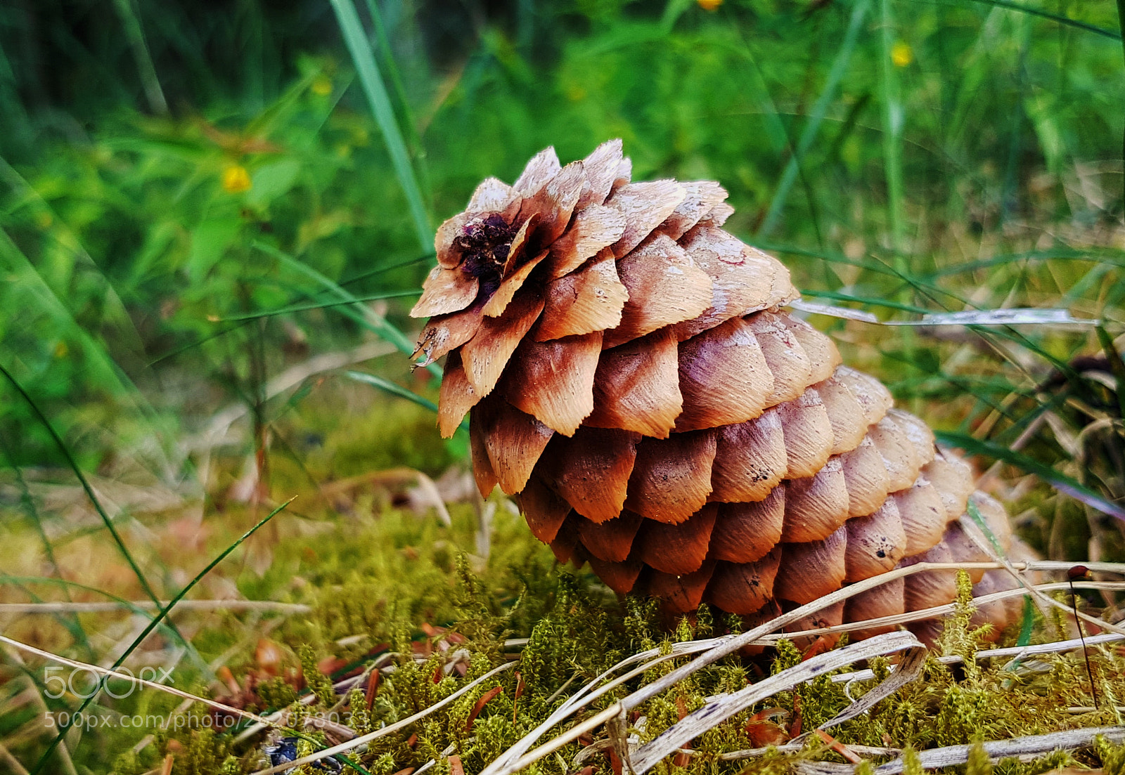Samsung Galaxy S8 sample photo. Pinecone photography