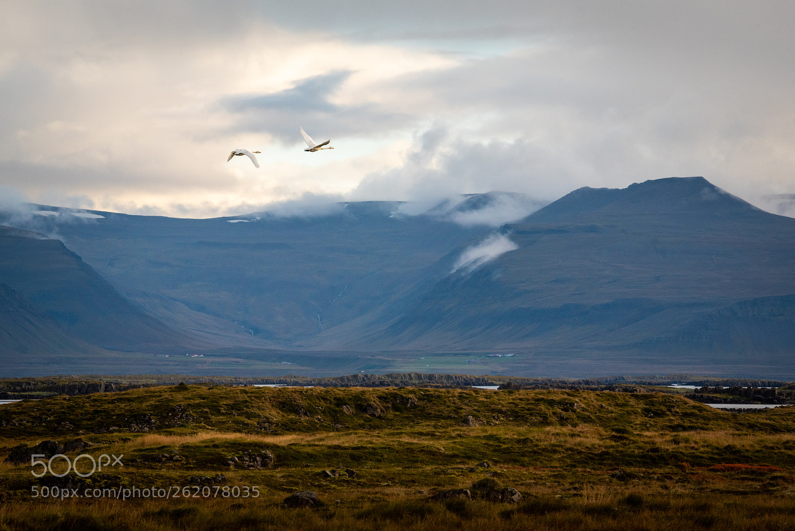 Nikon D750 sample photo. Whooper swans flying, westfjords photography