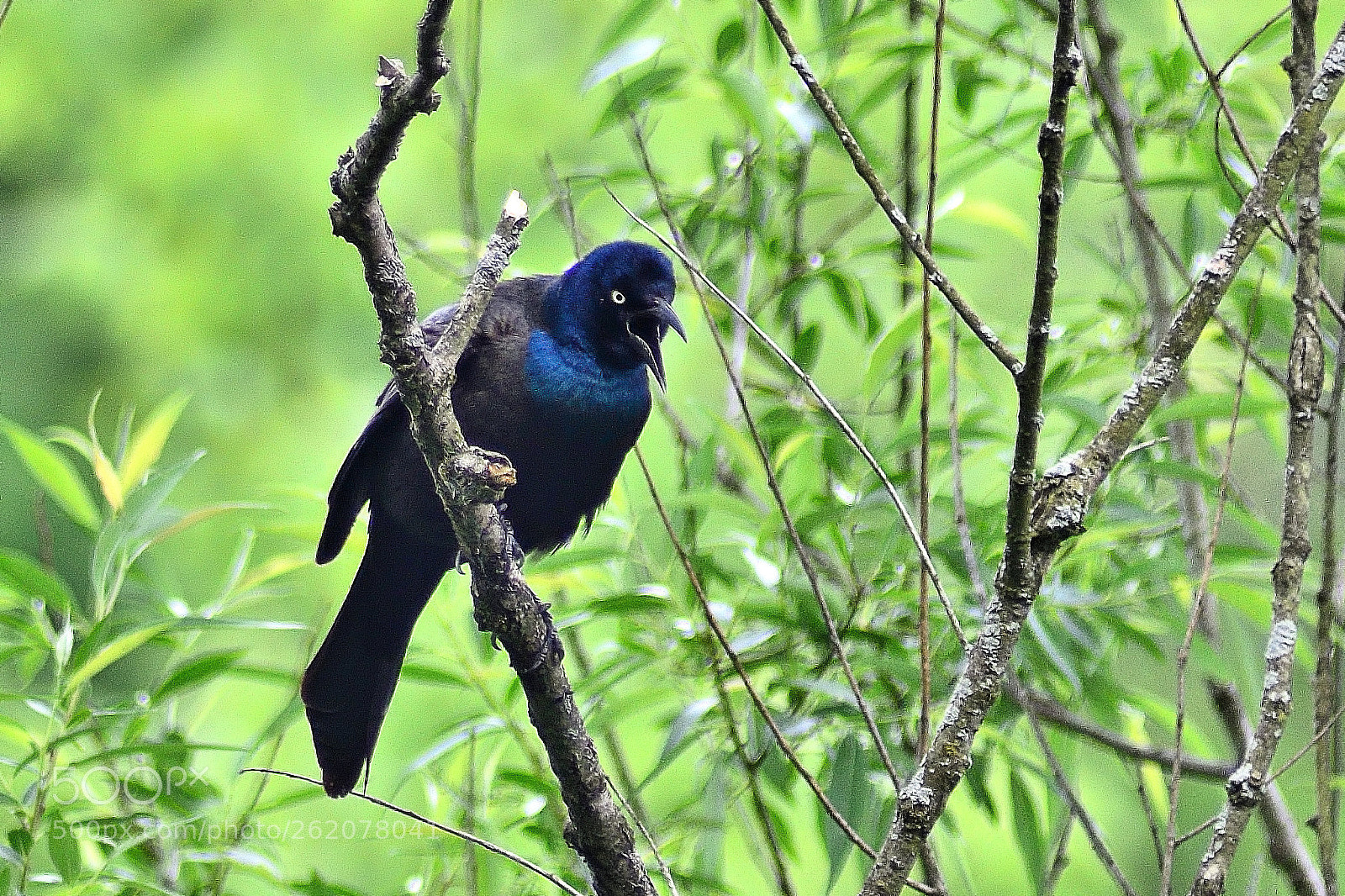 Nikon D7000 sample photo. Nevermore and get off photography