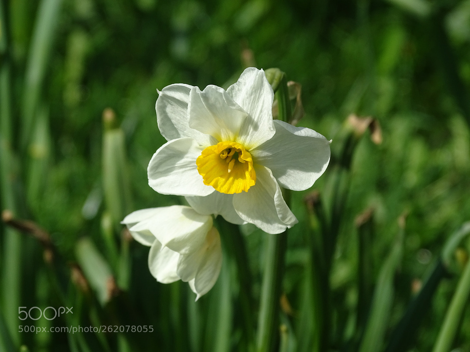 Sony Cyber-shot DSC-HX400V sample photo. Spring has sprung photography