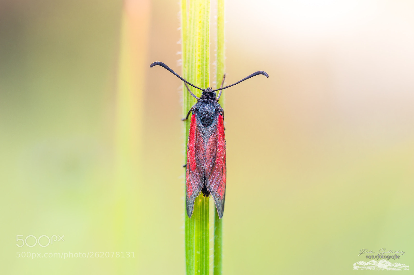 Canon EOS 5D Mark IV sample photo. -symmetrie- photography