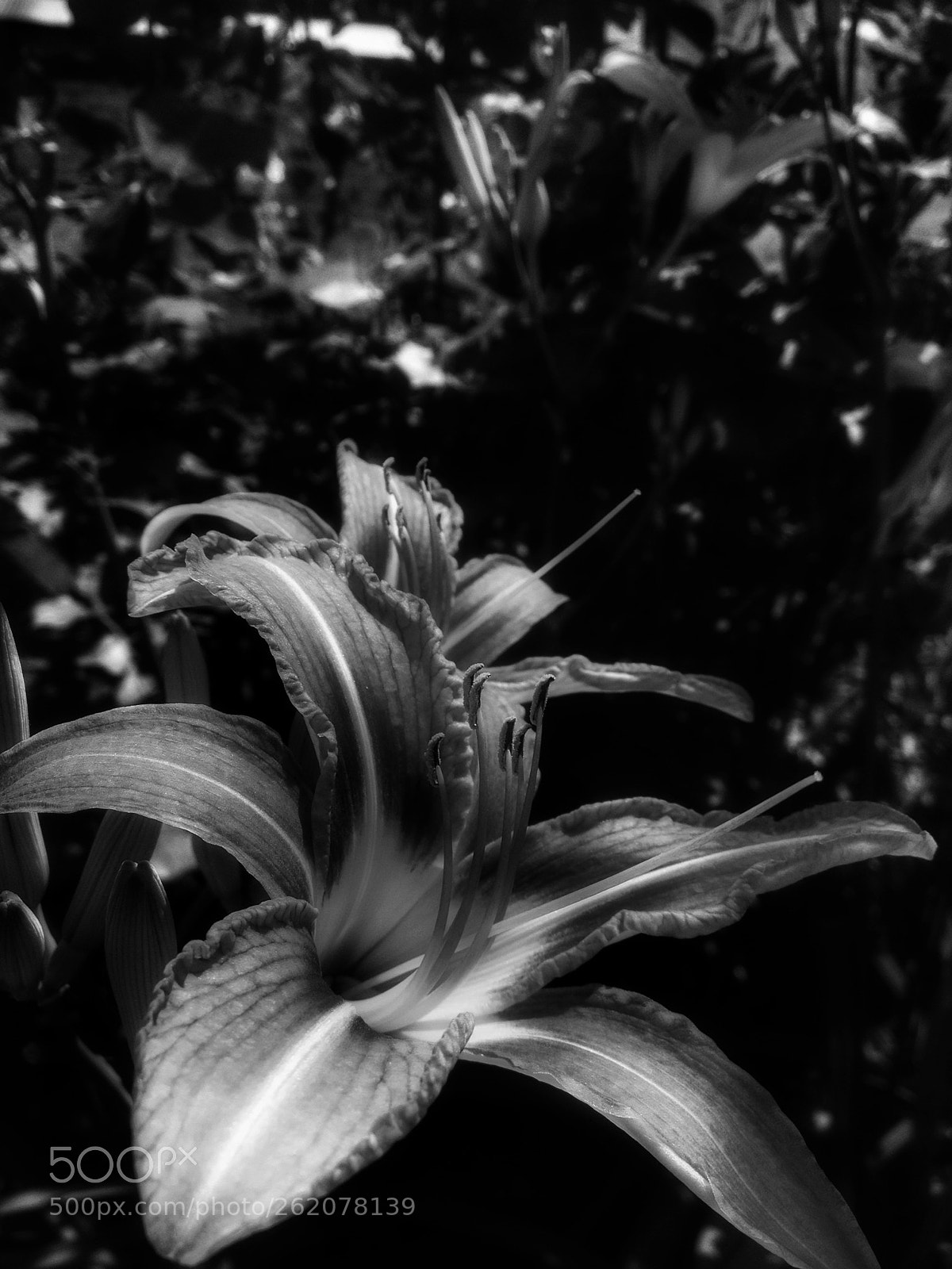 Apple iPhone 4S sample photo. Lilies photography