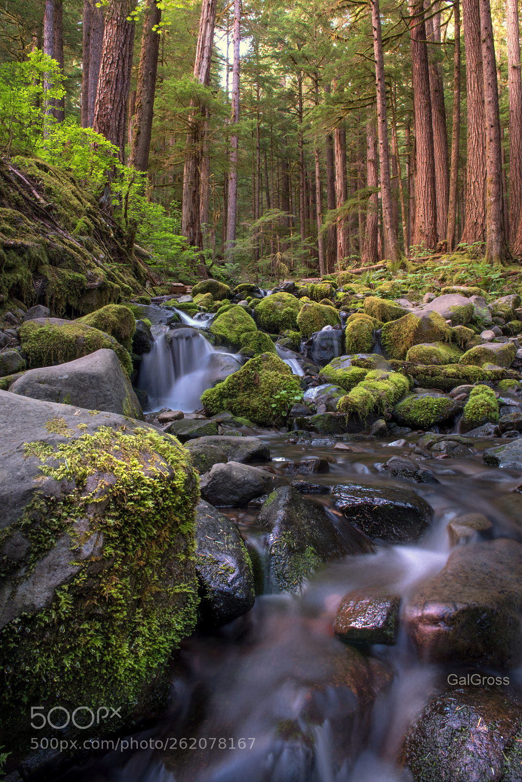 Nikon D750 sample photo. Sol duc falls photography
