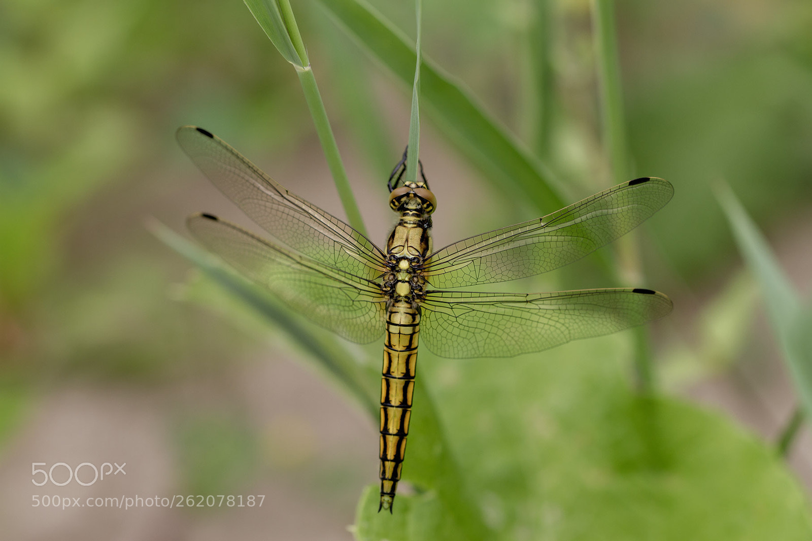 Canon EOS 7D sample photo. Gewone oeverlibel (orthetrum cancellatum) photography