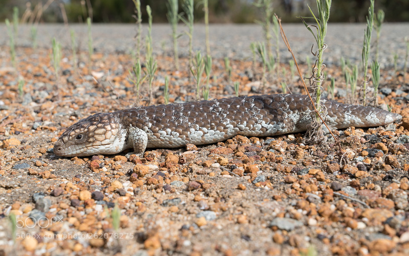Sony a7R II sample photo. Wildlife of australia photography