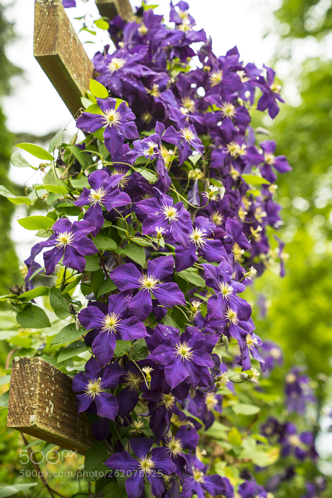 Sony a7R II sample photo. Purple feeling sony a7rii.24-70gm photography