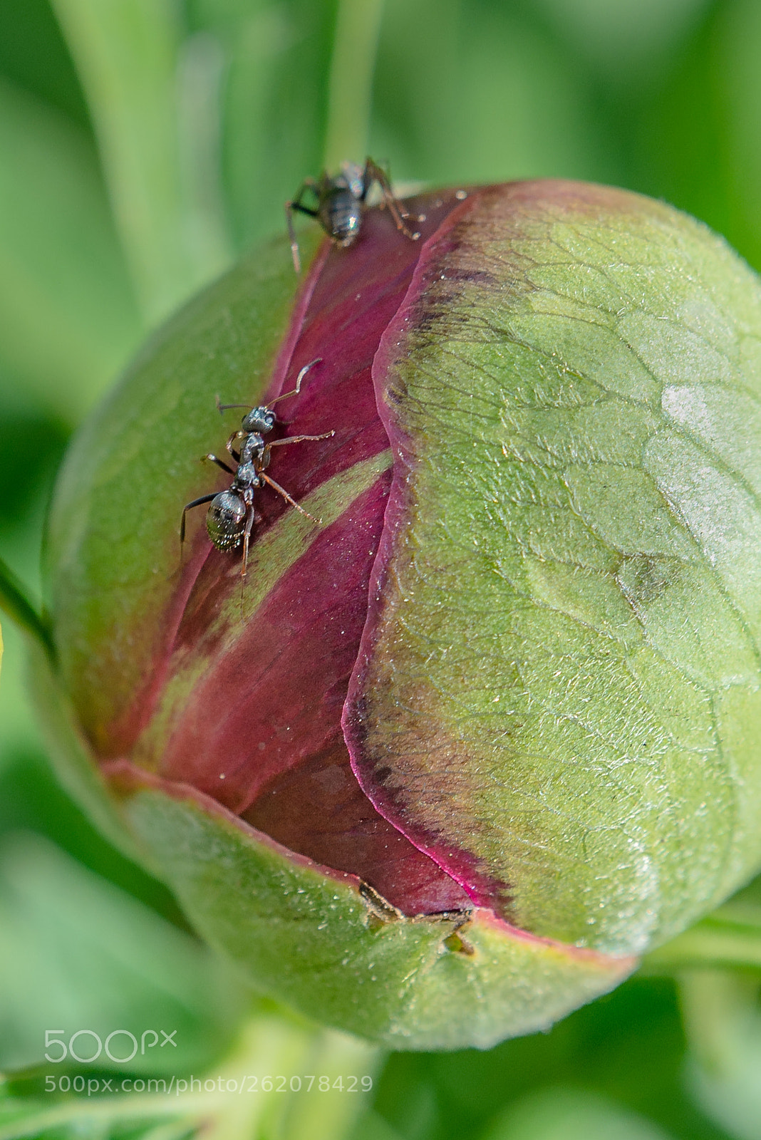 Nikon D610 sample photo. Traffic on the peony photography