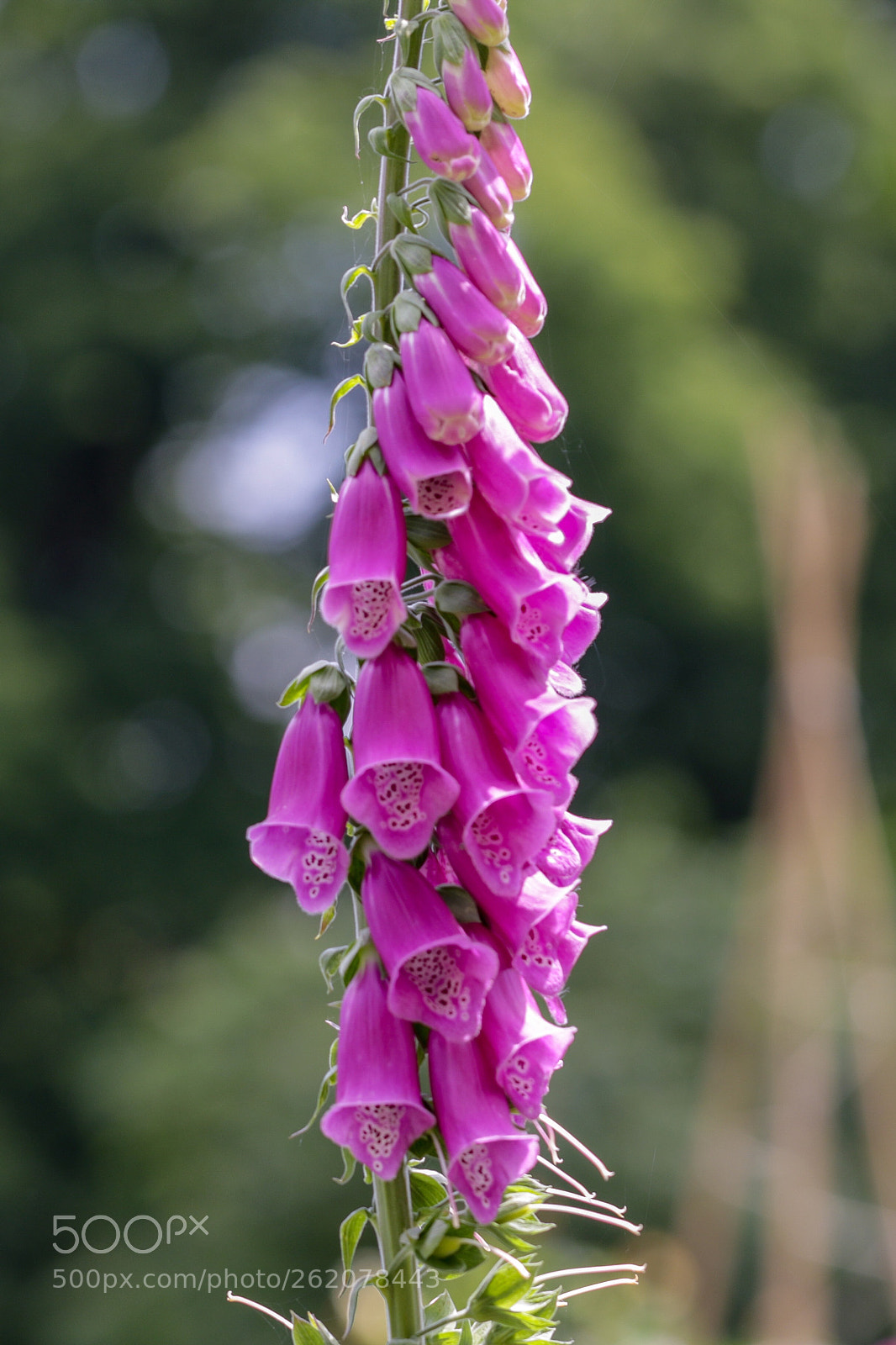 Canon EOS 7D Mark II sample photo. Spring pink photography