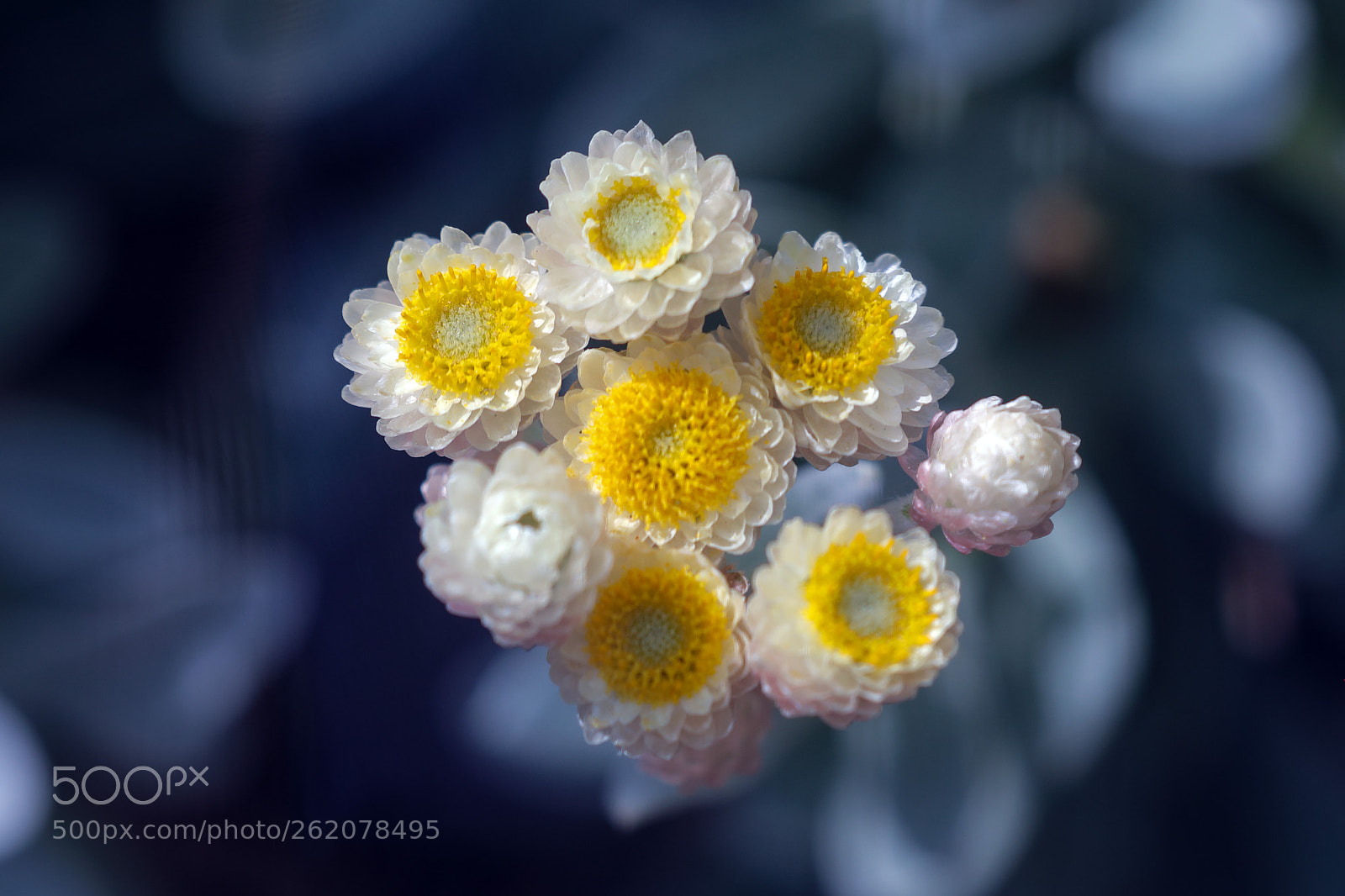 Canon EOS 5D Mark IV sample photo. Flower in the palmengarten photography