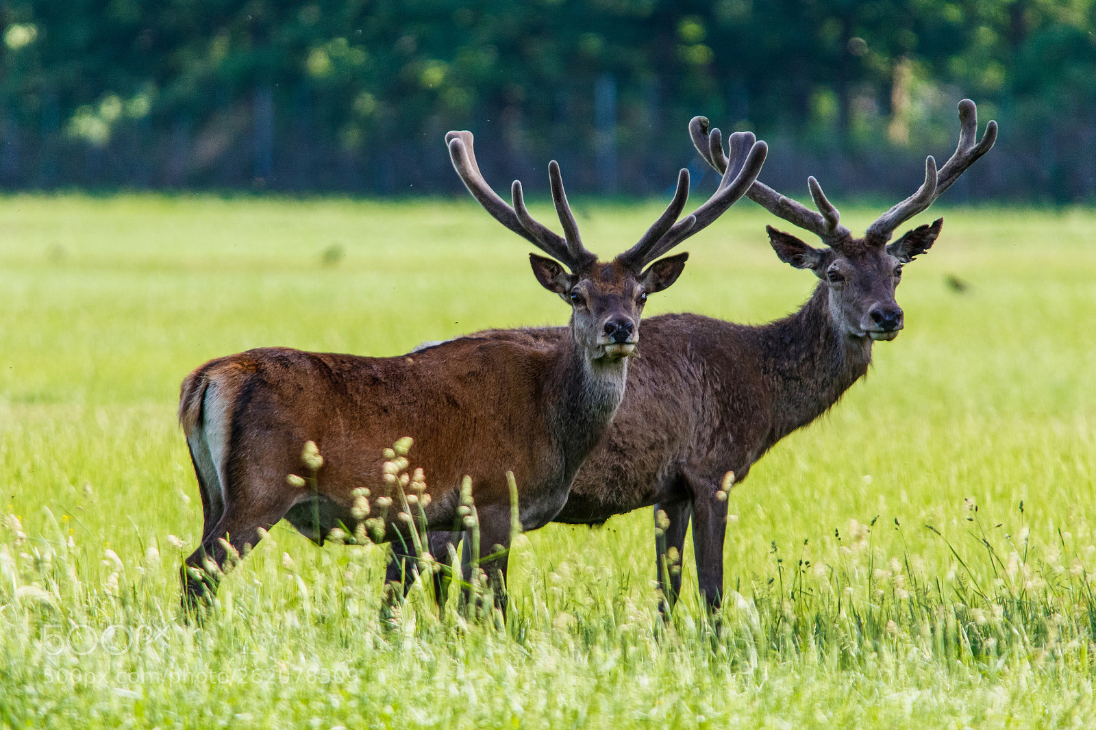 Canon EOS 7D Mark II sample photo. Pair of deer photography