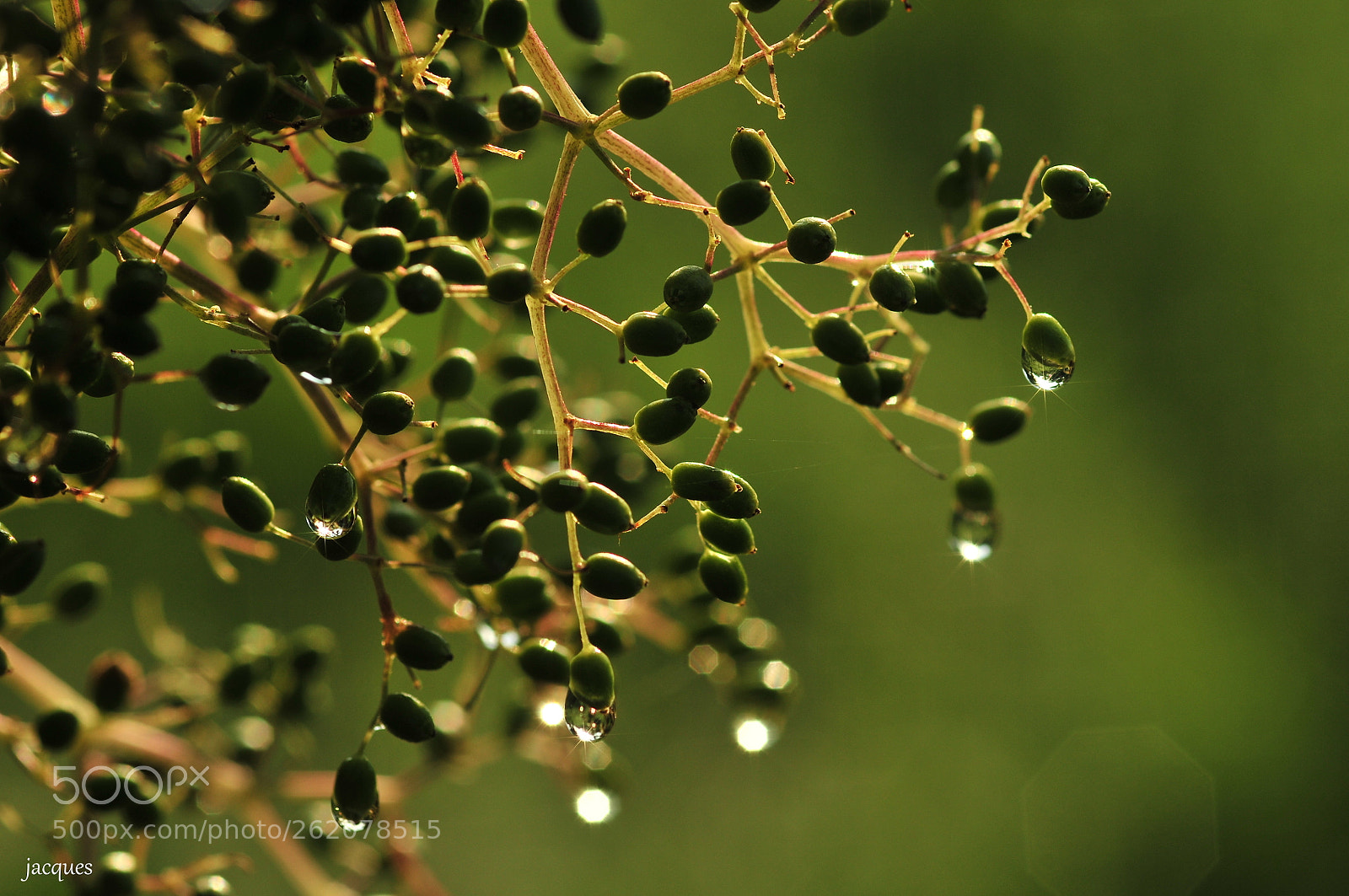 Nikon D300 + Sigma 105mm F2.8 EX DG Macro sample photo. Drops photography