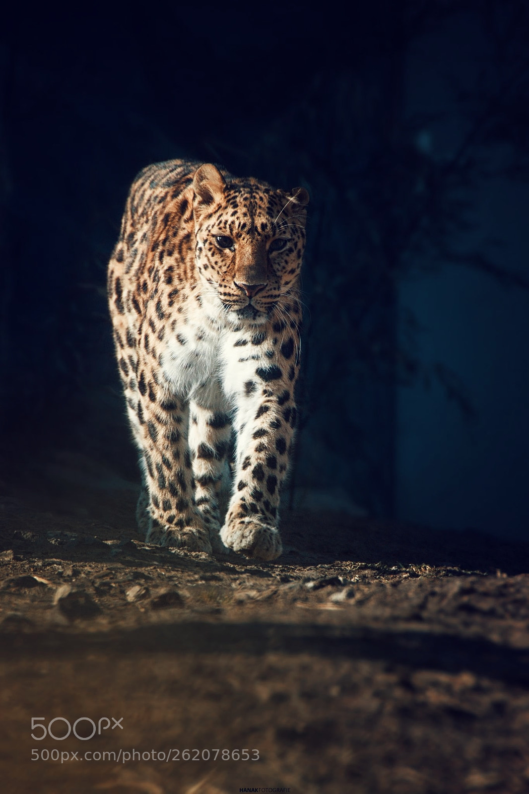 Nikon D5300 sample photo. Leopard photography
