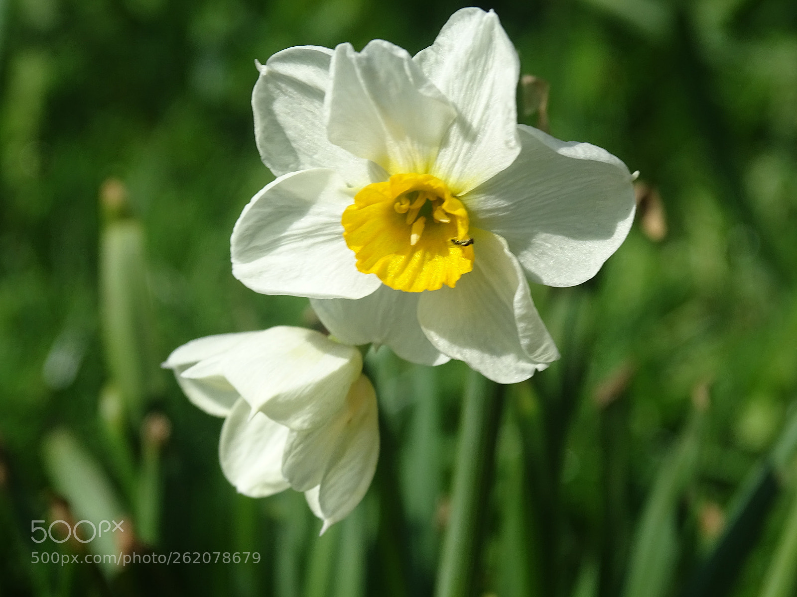 Sony Cyber-shot DSC-HX400V sample photo. Insect photography