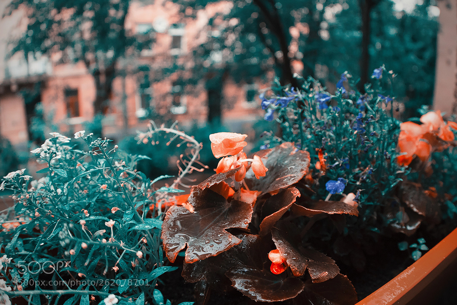 Canon EOS 7D Mark II sample photo. Typical lviv window photography