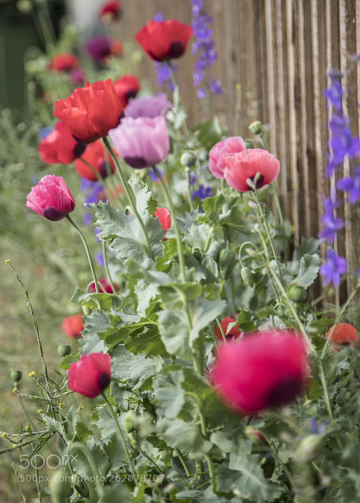 Canon EOS 6D Mark II sample photo. Flowers in the garden photography