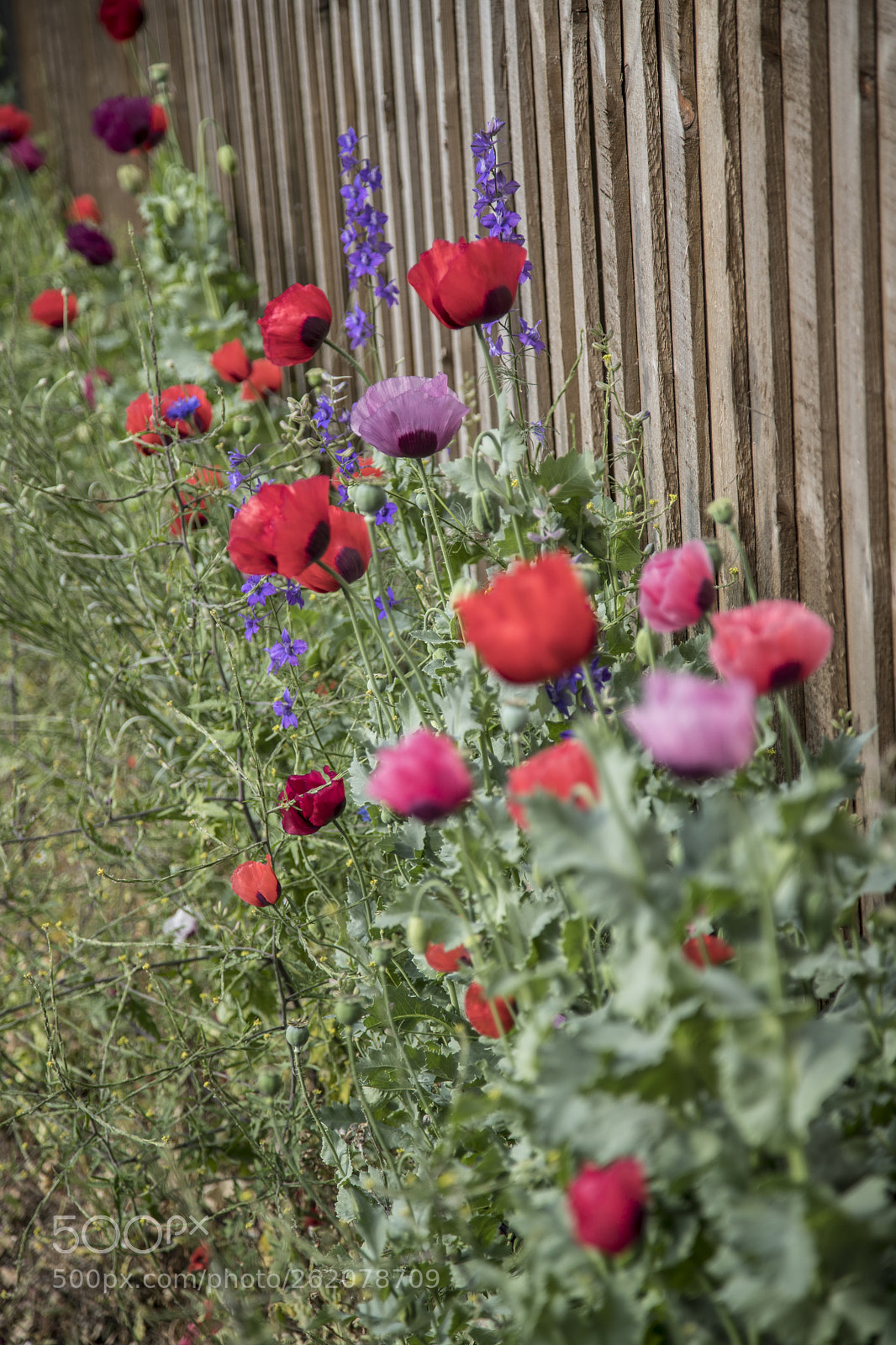 Canon EOS 6D Mark II sample photo. Flowers in the garden photography