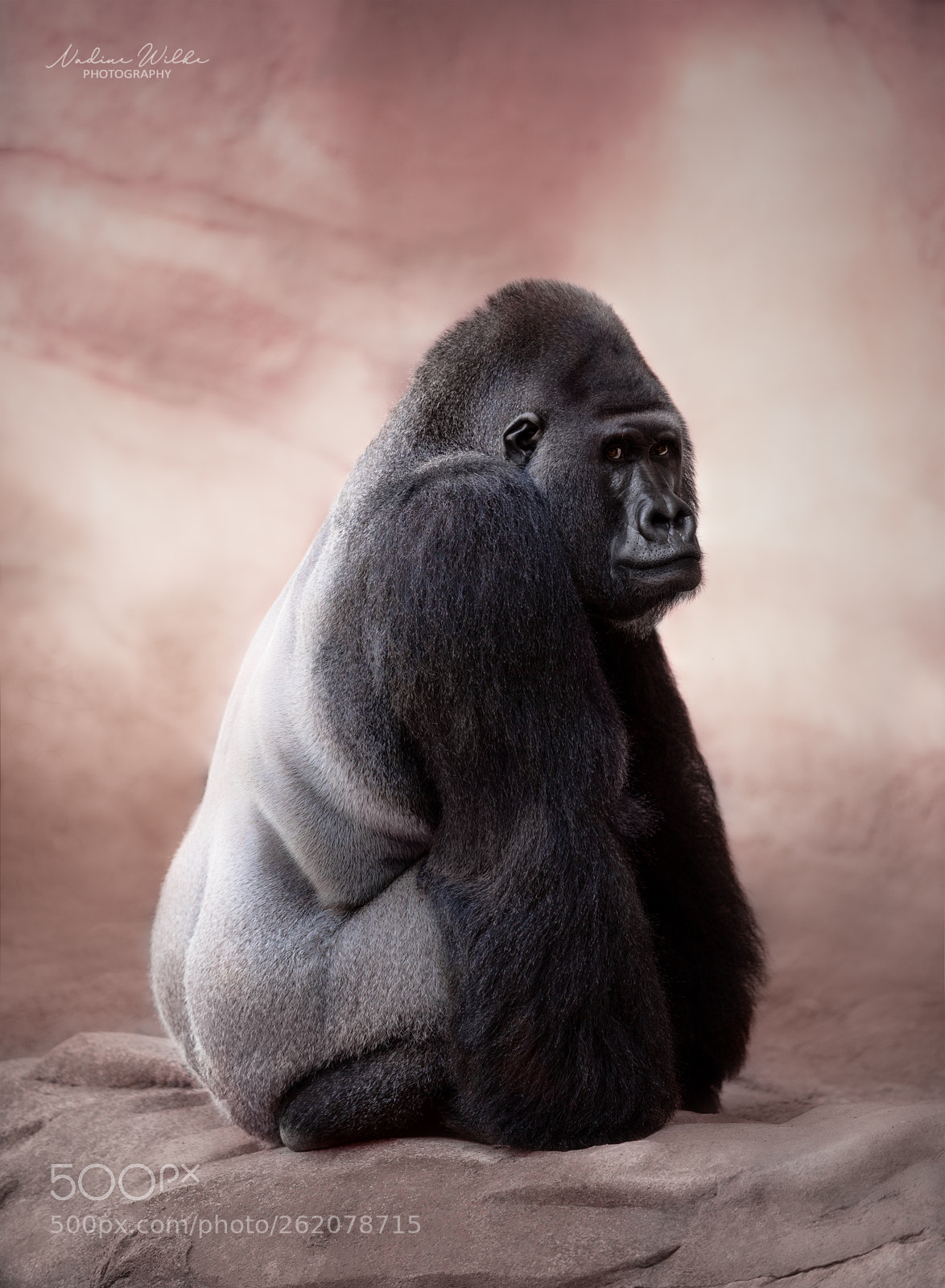 Canon EOS 5D Mark IV sample photo. Silverback gorilla photography