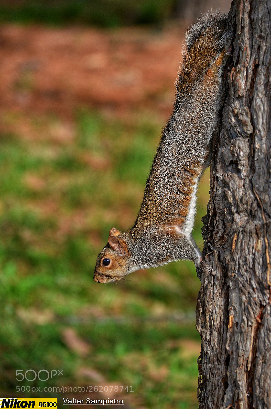 Nikon D5100 sample photo. Untitled photography