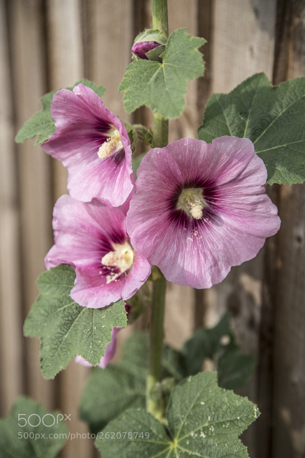 Canon EOS 6D Mark II sample photo. Flowers in the garden photography