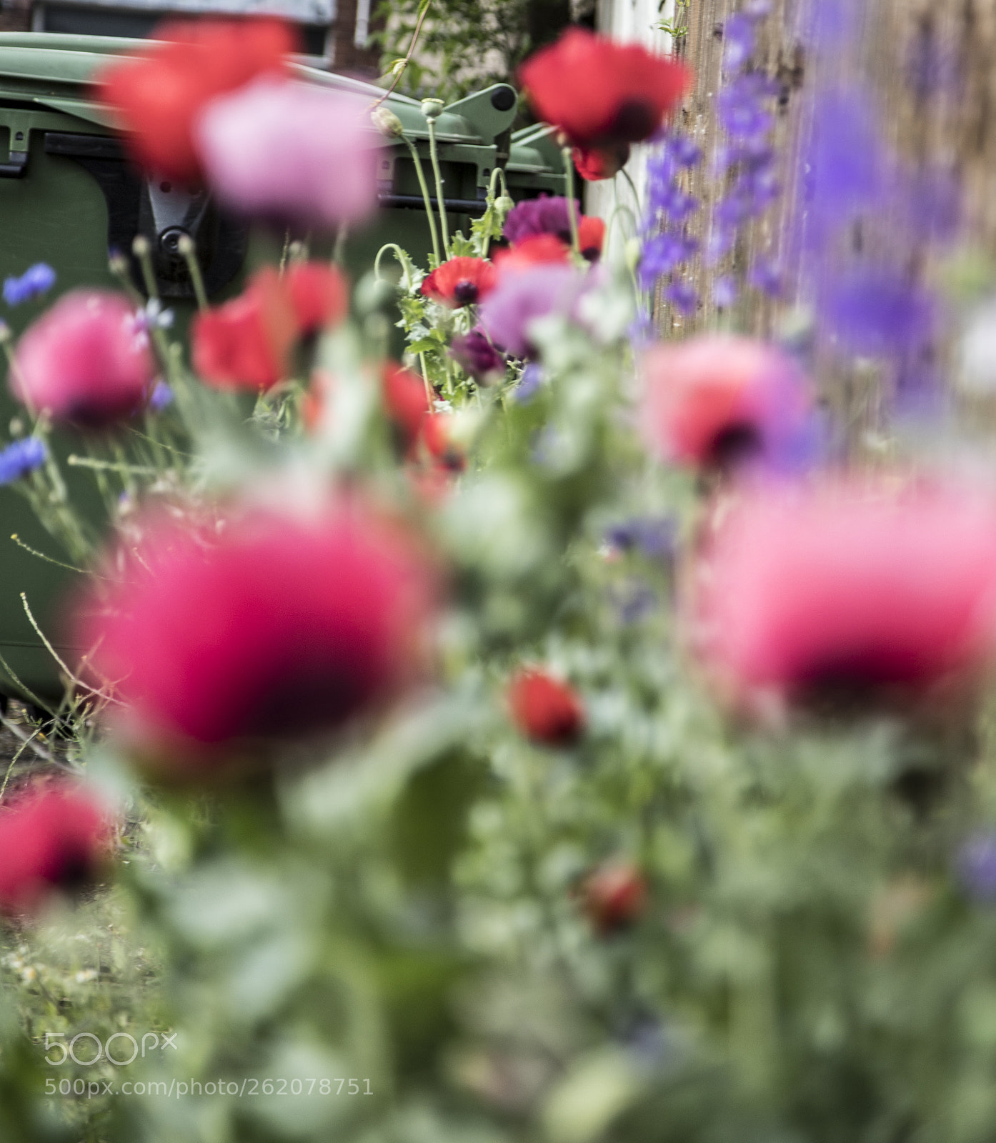Canon EOS 6D Mark II sample photo. Flowers in the garden photography