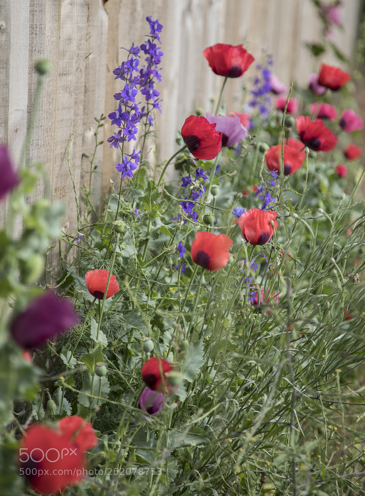 Canon EOS 6D Mark II sample photo. Flowers in the garden photography