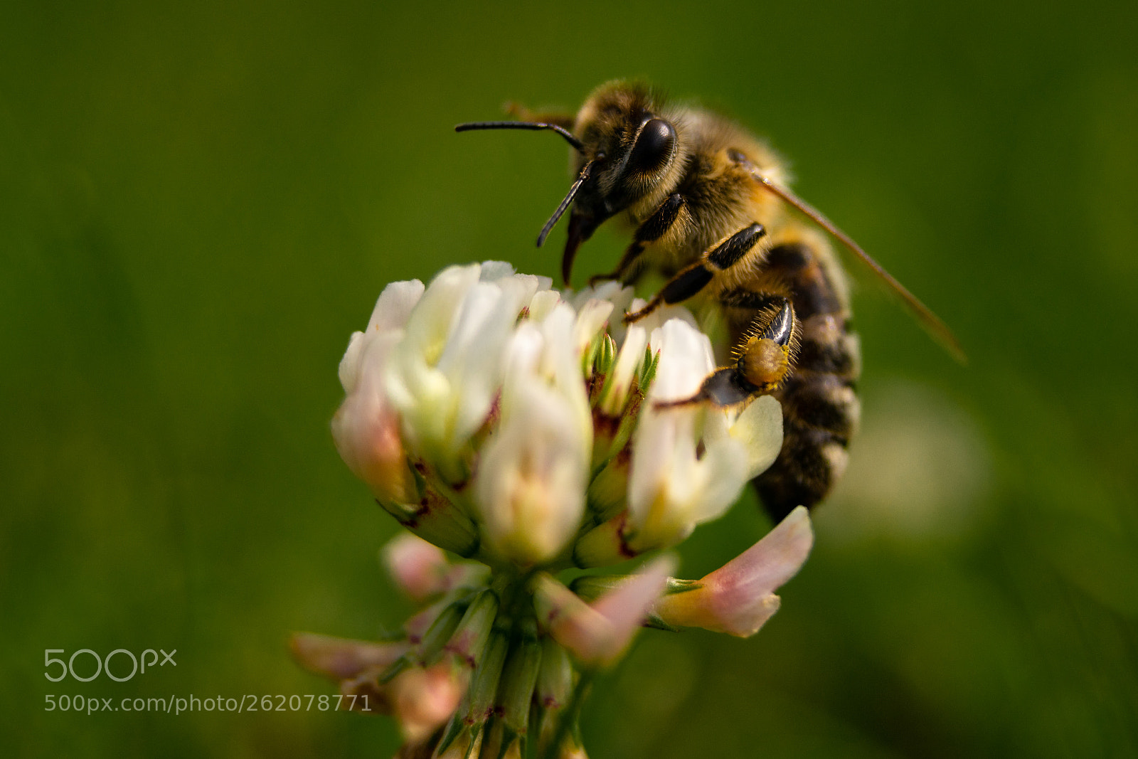 Sony a7 sample photo. Honey bees love clover photography