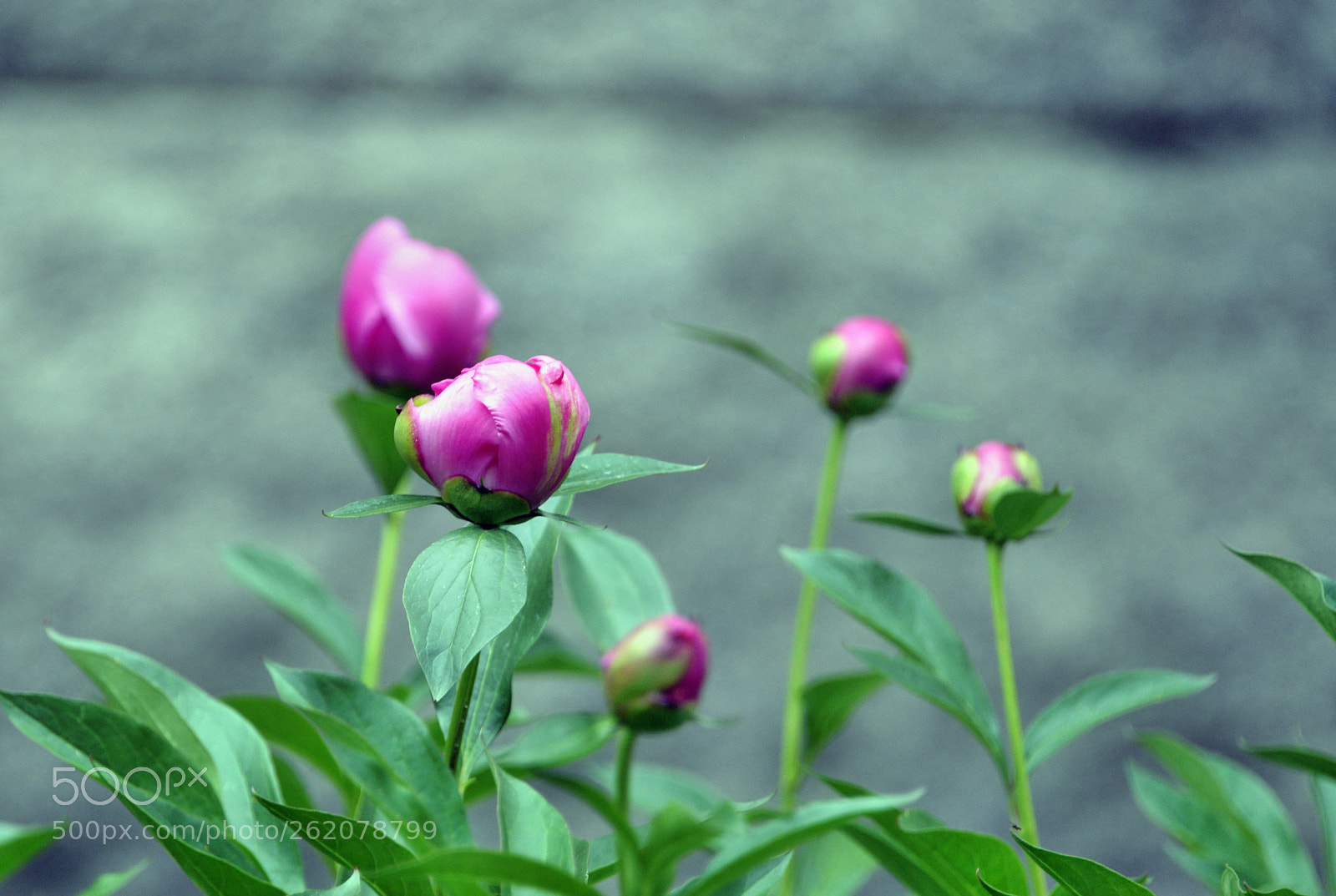 Nikon D610 sample photo. Buds photography