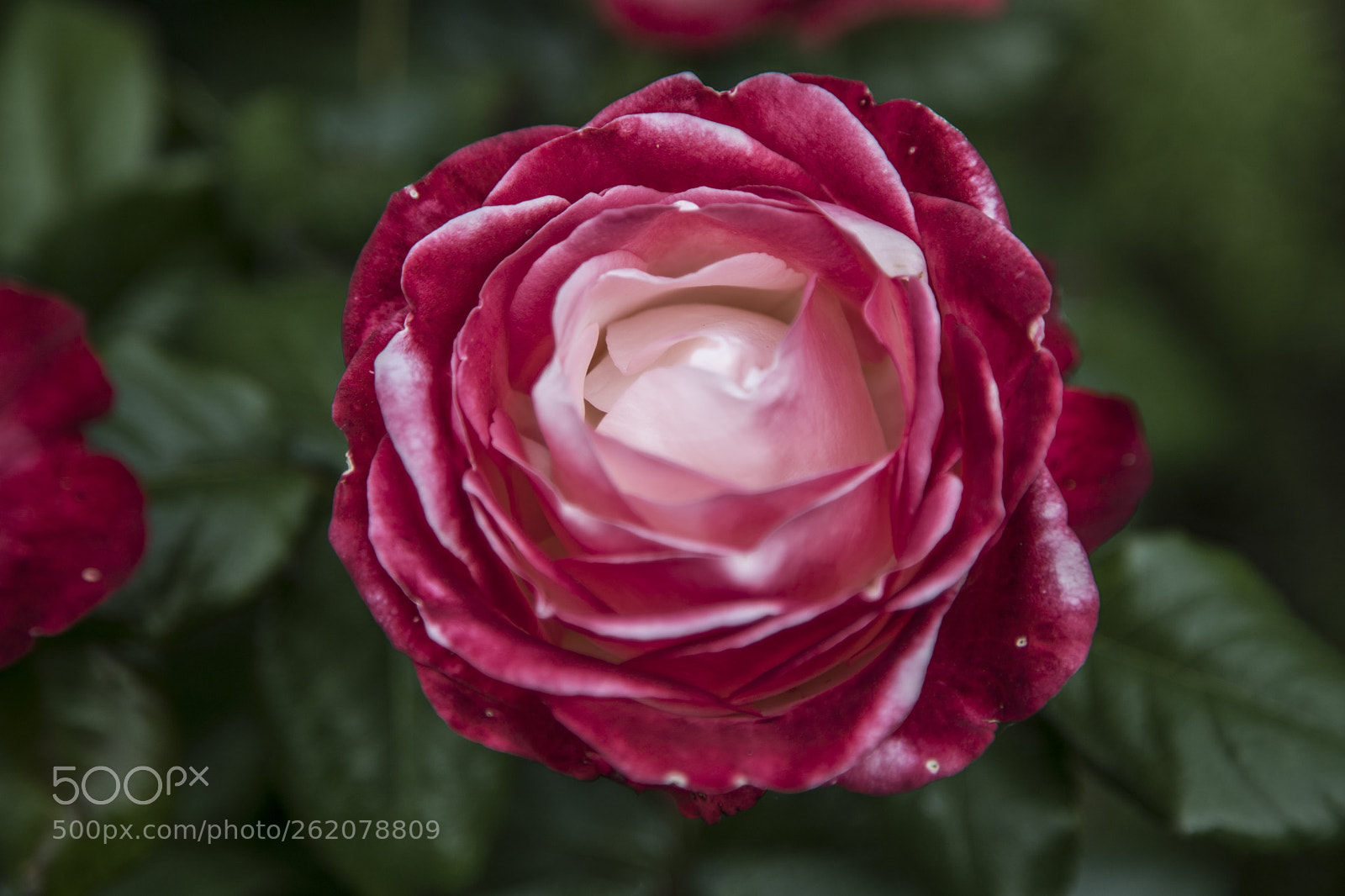 Canon EOS 6D Mark II sample photo. Flowers in the garden photography