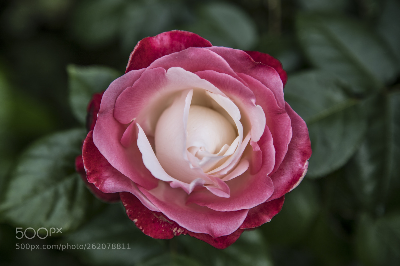 Canon EOS 6D Mark II sample photo. Flowers in the garden photography