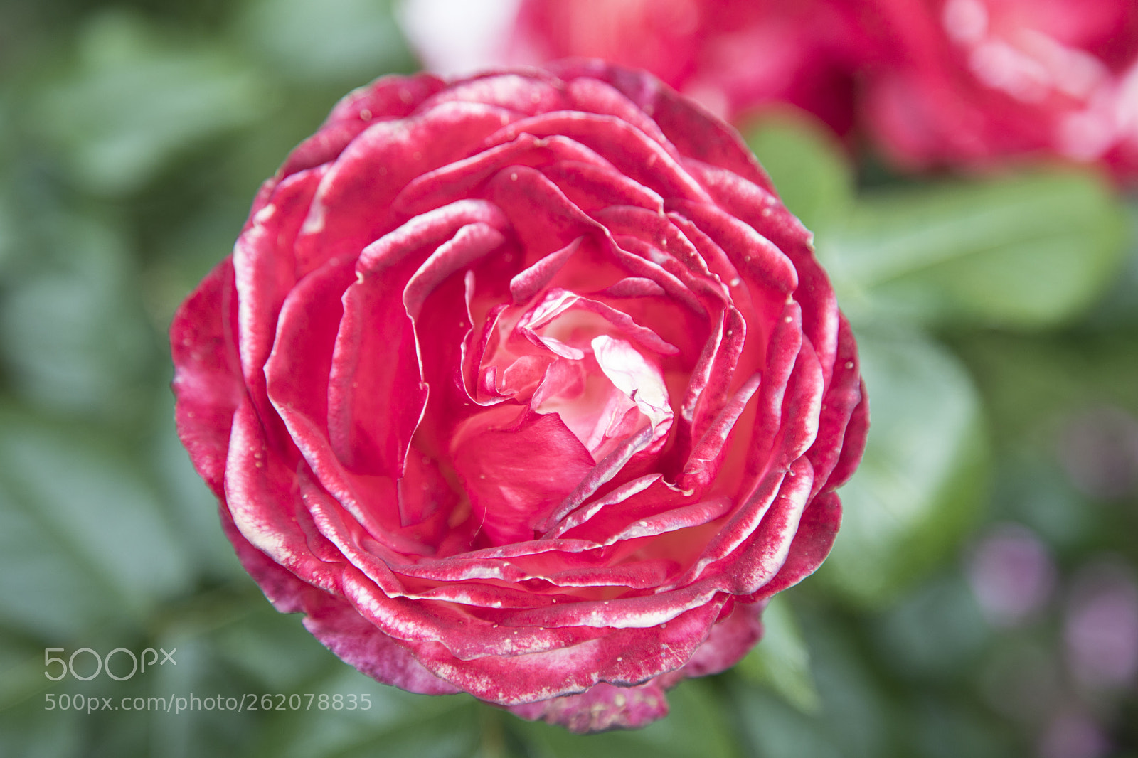 Canon EOS 6D Mark II sample photo. Flowers in the garden photography