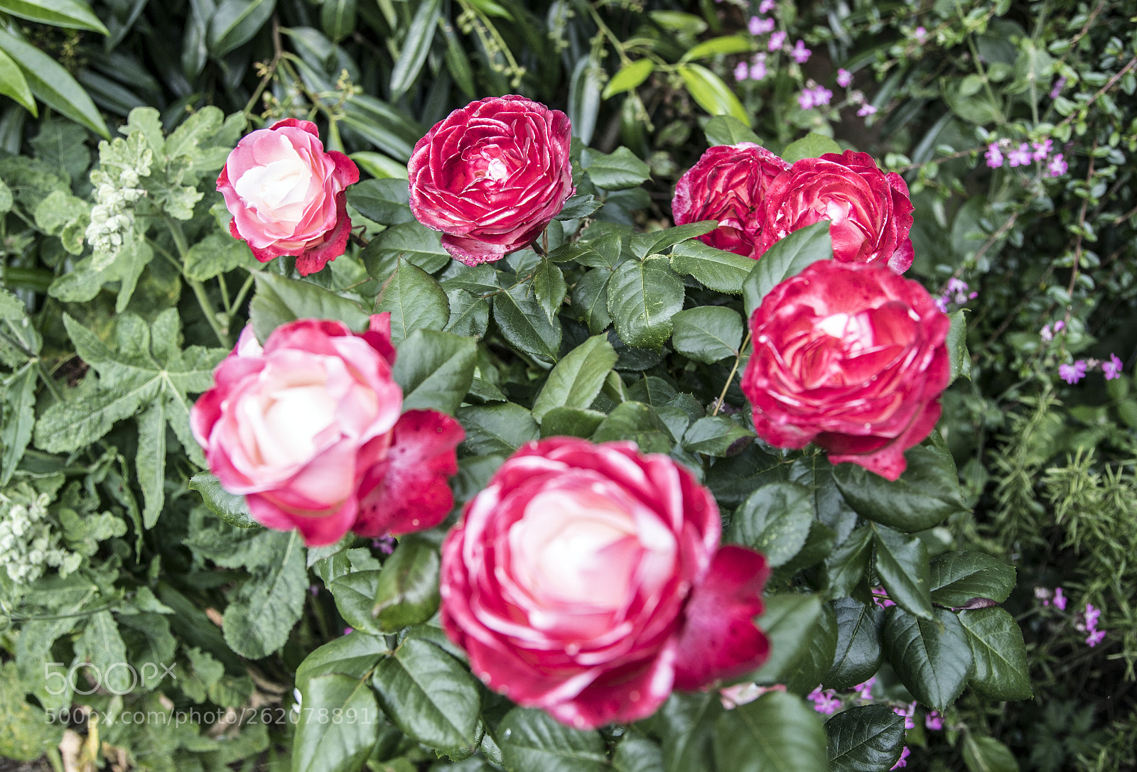 Canon EOS 6D Mark II sample photo. Flowers in the garden photography