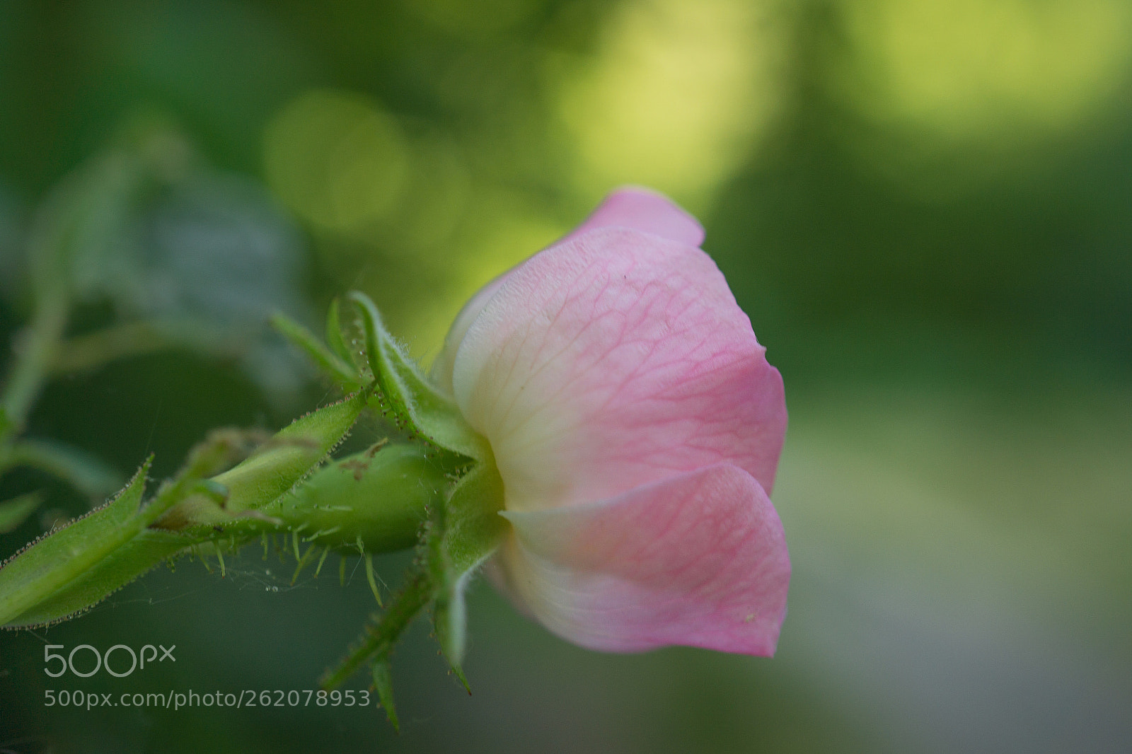 Sony a6000 sample photo. Keep love in your photography