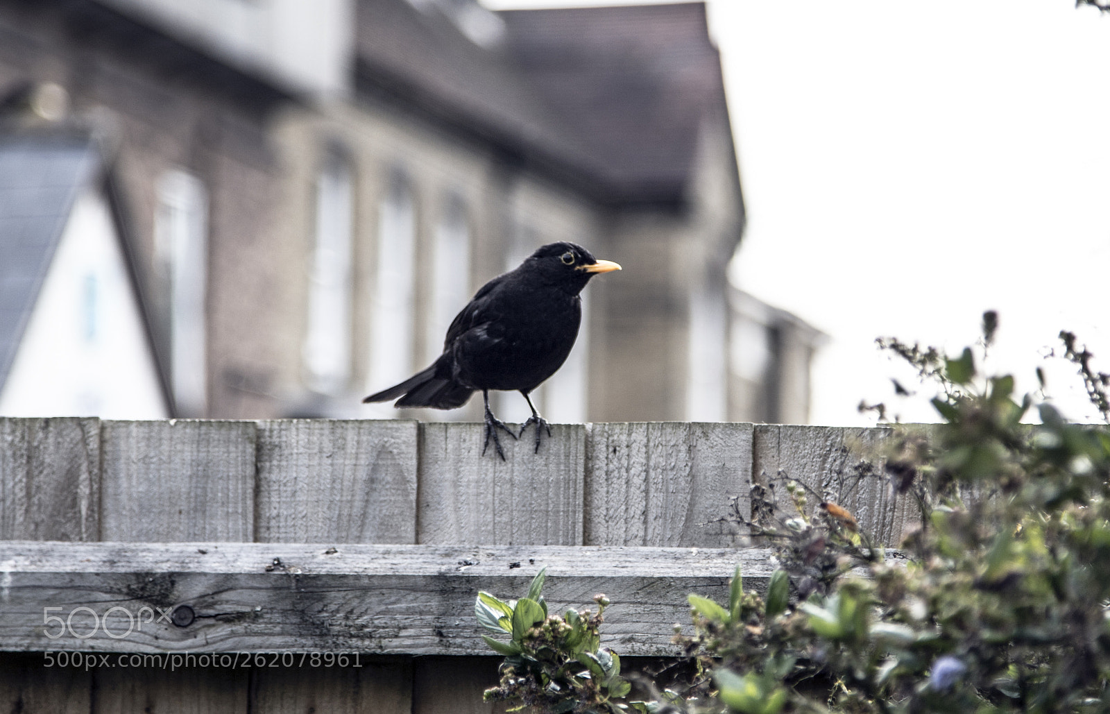 Canon EOS 6D Mark II sample photo. Ernie the blackbird in photography