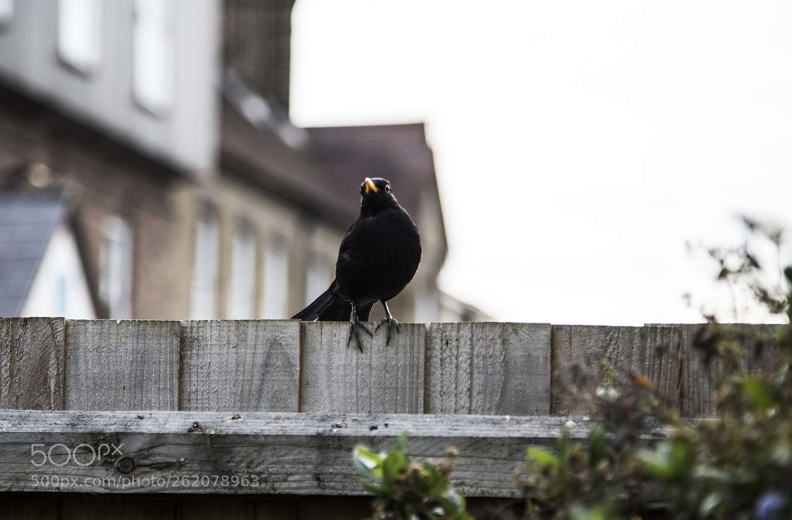 Canon EOS 6D Mark II sample photo. Ernie the blackbird in photography