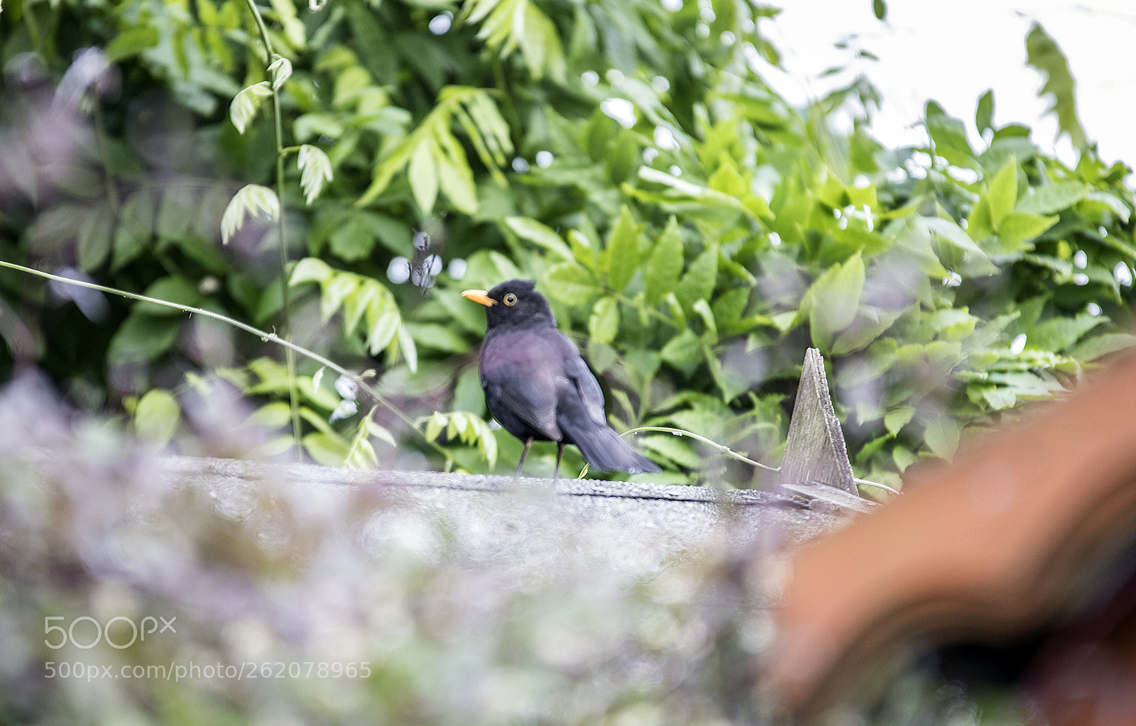 Canon EOS 6D Mark II sample photo. Ernie the blackbird in photography