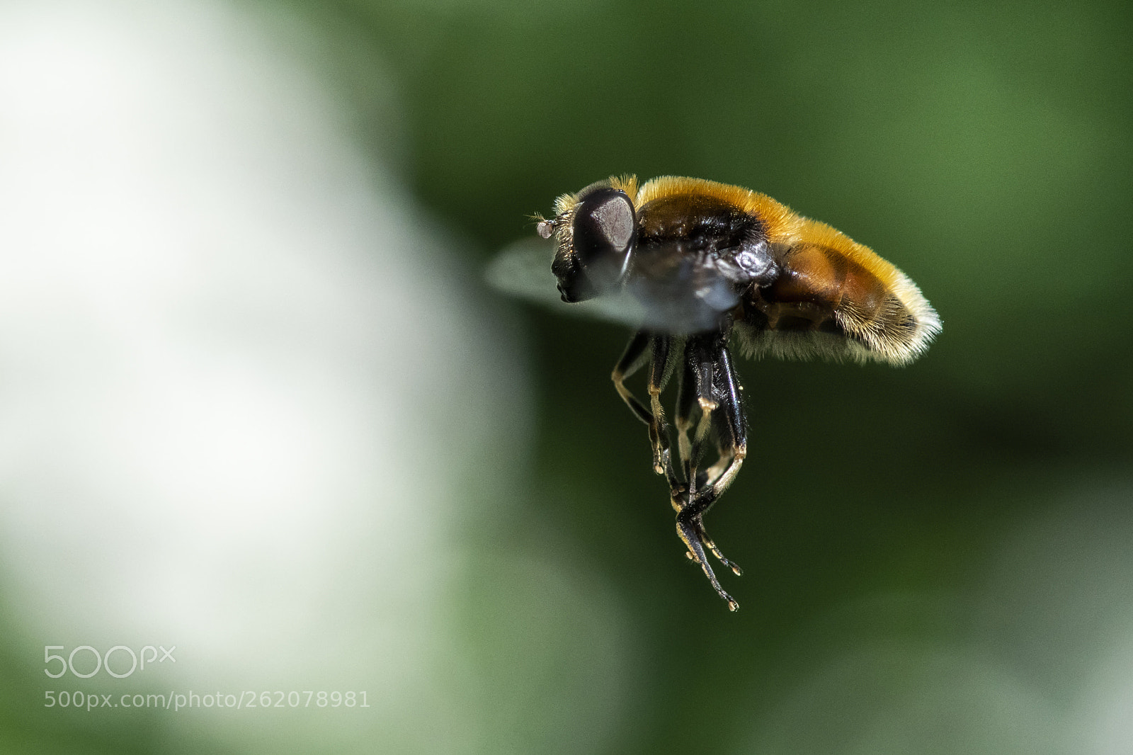 Nikon D850 sample photo. Eristalis tenax - drone photography