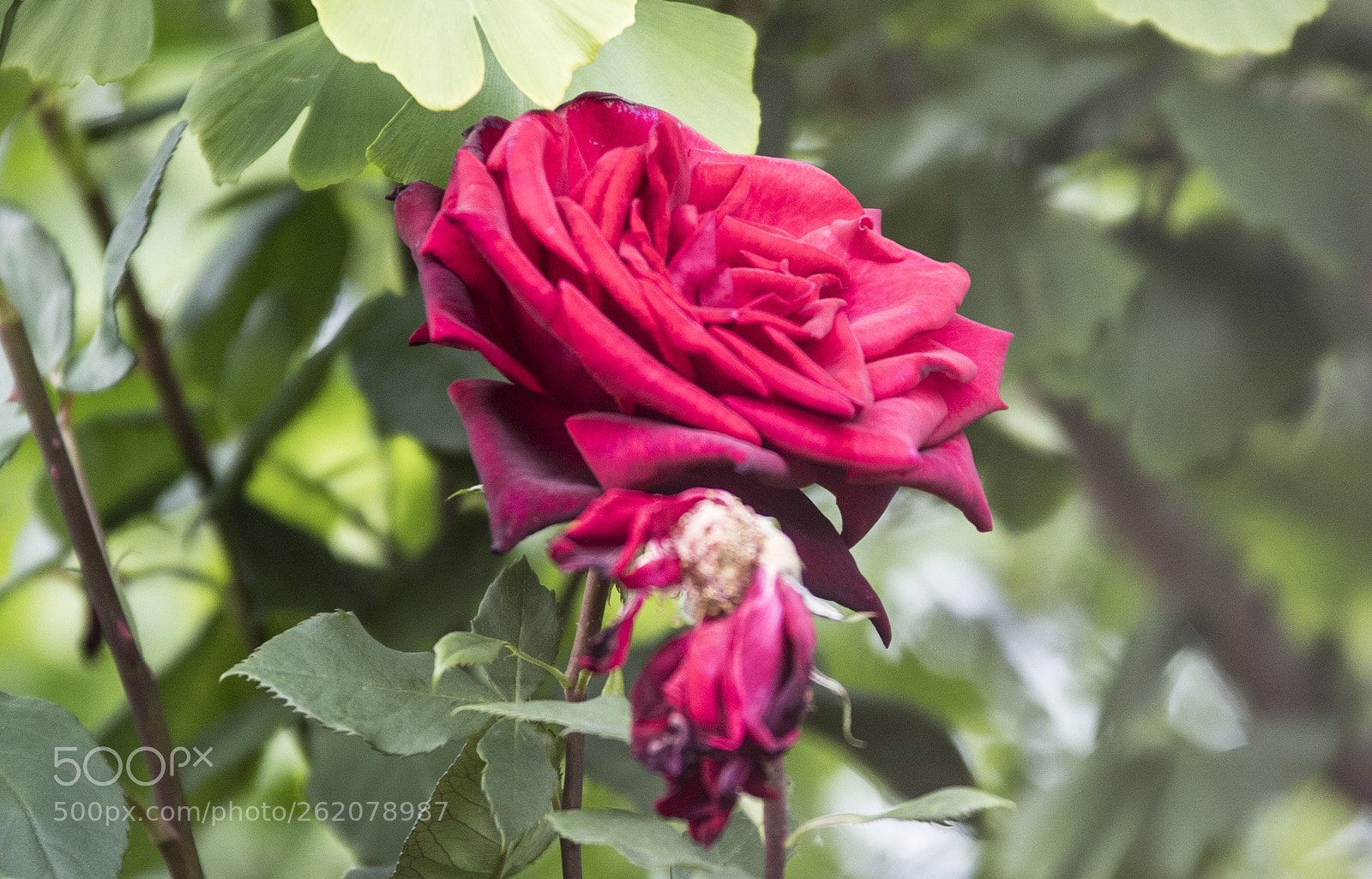Canon EOS 6D Mark II sample photo. Flowers in the garden photography