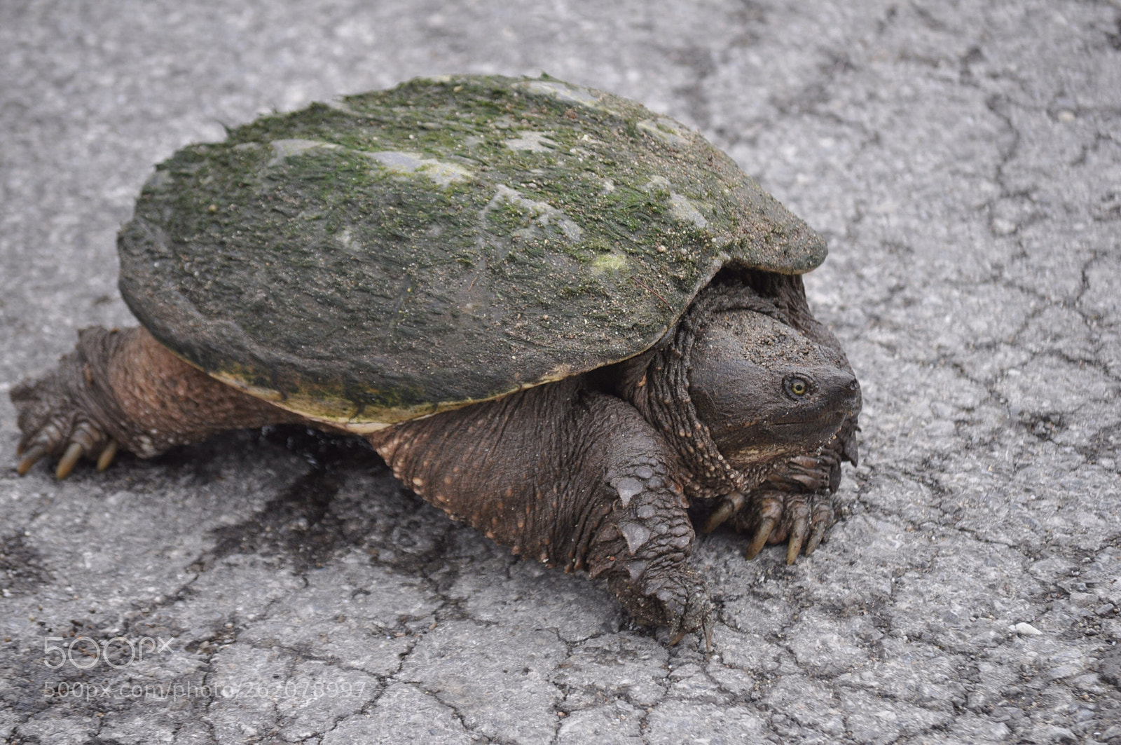 Nikon D5000 sample photo. Turtle tyme photography