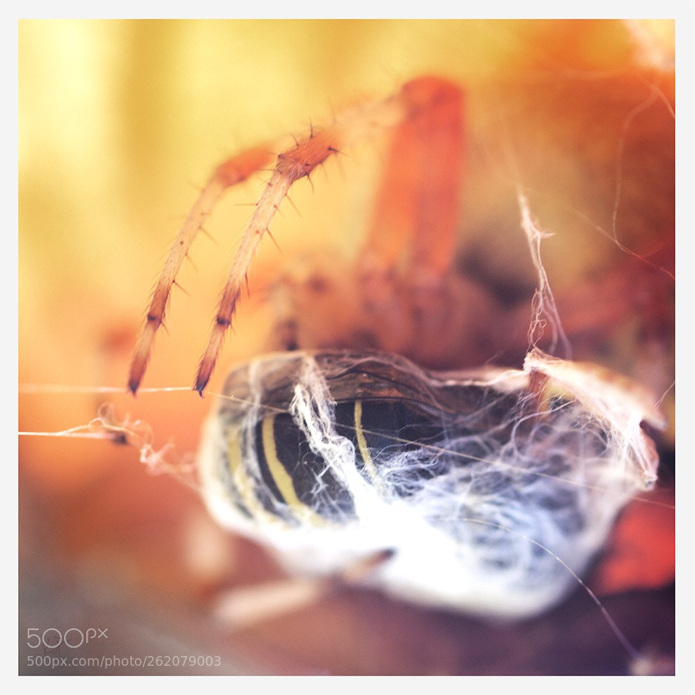 Canon EOS 650D (EOS Rebel T4i / EOS Kiss X6i) sample photo. Spider’s gotta eat photography