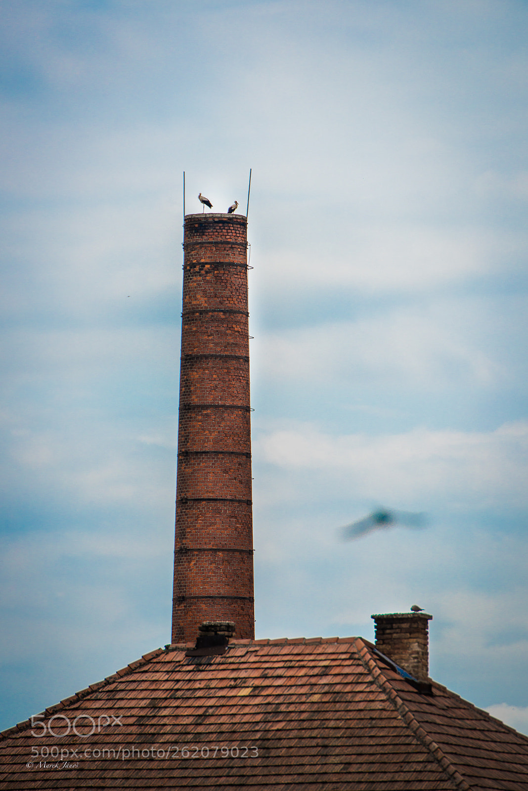 Nikon D800 sample photo. Urban storks photography